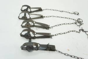 Victory #1 animal traps