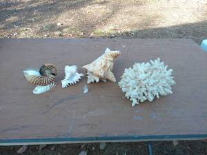 Collection of 4 Shells and Coral - Unique Ocean Treasures