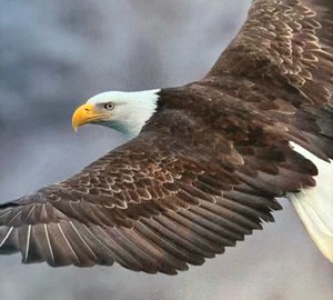 lot 147 image: Sensational Soaring Eagle Photograph Print