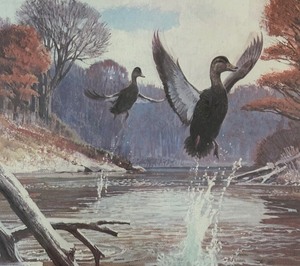 lot 229 image: Black Ducks on a River Float Print by Bob Kuhn