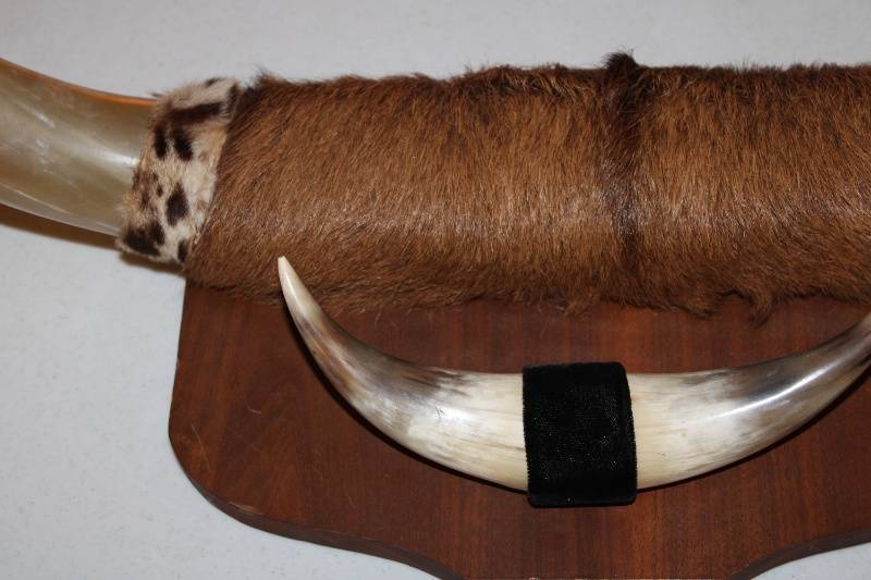 lot 61 image: Wall-Mounted Longhorn Steer Horns Decor