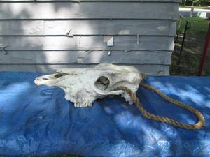 Authentic preserved animal skull bo...