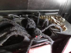Large spider and some real bones...