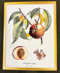 lot 60 image: Framed Langlois Botanical Engraving Poiteau Giraud Traites Arbres Fruitier