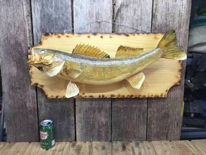 lot 284 image: Classic Walleye Mount