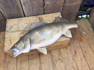 lot 293 image: Taxidermized Walleye Ready For Your Mount