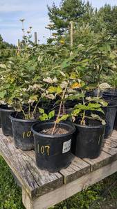 Lot of 2 Raspberry plants, 1.5 gallon