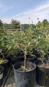 2 gallon Raspberry plant