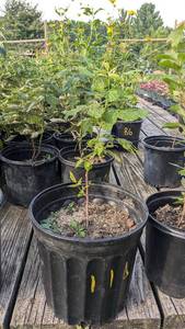 2 gallon Raspberry plant