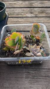 Succulent rooted cuttings, in 6 x 6 tray, 12 varieties, approximately 10-12 plants