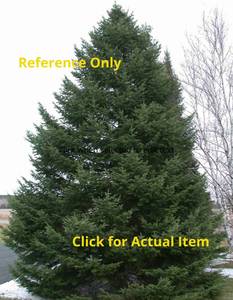 1 - 1.5 foot Balsam Fir