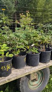 Lot of 2 Raspberry plants, 1.5 gallon