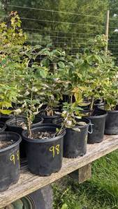 Lot of 2 Raspberry plants, 1.5 gallon