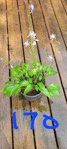 1 gallon Lancifolia Hosta