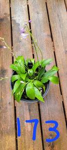 1 gallon Lancifolia Hosta