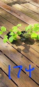Lot of 2- 4.5 inch pots Golden Tiara Hosta