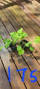 Lot of 2- 4.5 inch pots Golden Tiara Hosta