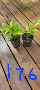 Lot of 2-4.5 inch pots Lancifolia Hosta
