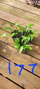 Lot of 3-4.5 inch pots Lancifolia Hosta
