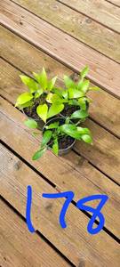 Lot of 3-4.5 inch pots Lancifolia Hosta