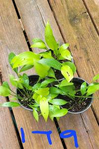 Lot of 3-4.5 inch pots Lancifolia Hosta