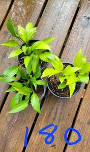 Lot of 3-4.5 inch pots Lancifolia Hosta