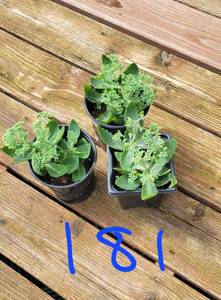 Lot of 3-4.5 inch pots Autumn Joy Sedum - 2 plants per pot