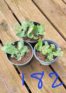Lot of 3-4.5 inch pots Autumn Joy Sedum - 2 plants per pot