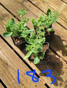 Lot of 3-4.5 inch pots Autumn Joy Sedum - 2 plants per pot