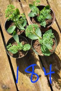 Lot of 4-4.5 inch pots Autumn Joy Sedumn
