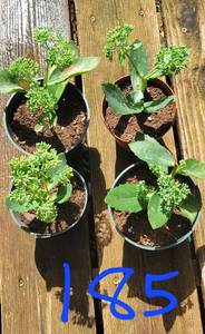 Lot of 4-4.5 inch pots Autumn Joy Sedumn