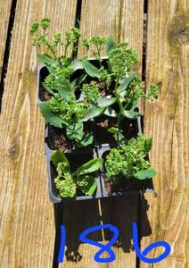 Lot of 6-3 inch pots Autumn Joy Sedum
