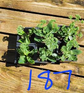 Lot of 6-3 inch pots Autumn Joy Sedum