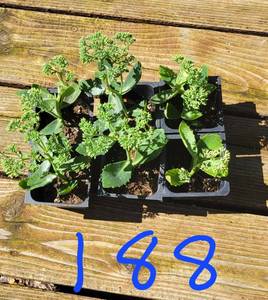 Lot of 6-3 inch pots Autumn Joy Sedum