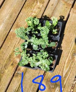 Lot of 6-3 inch pots Autumn Joy Sedum