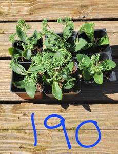 Lot of 6-3 inch pots Autumn Joy Sedum