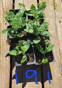 Lot of 6-3 inch pots Autumn Joy Sedum
