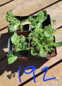 Includes 1- 4.5 & 3- 3 inch pots Autumn Joy Sedum