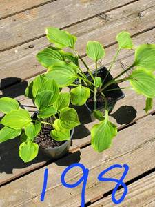 Lot of 2-4.5 inch pots Golden Tiara Hosta
