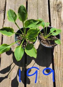 Lot of 2-4.5 inch pots Golden Tiara Hosta