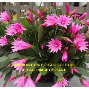 Lot of 2 Easter Cactus, 1 white and 1 pink in 4 inch pots