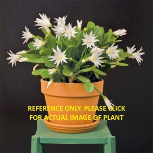 Lot of 2 Easter Cactus, 1 white and 1 salmon orange in 4 inch pots