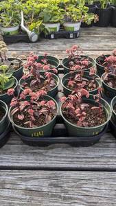 Lot of 3 Purple  Emperor Sedum, .5 gallon