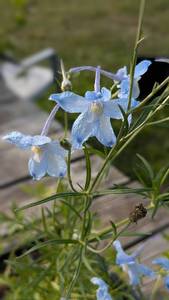 Lot of 6 Blue Mirror Delphinium, 3 in. pots