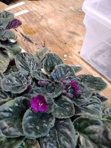 Lot of 2 African Violets, 1 Double Pink and 1 RedViolet in 4 inch pots