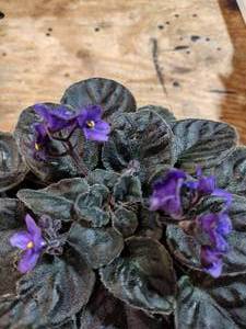 Lot of 2 African Violets, 1 Double Pink and 1 Purple in 4 inch pots