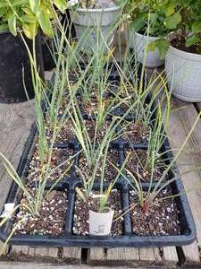 Lot of 6 Yucca glauca in 3 inch pots