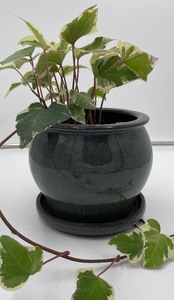 lot 198 image: Teal BlueGreen PLANTER with real Ivy plant