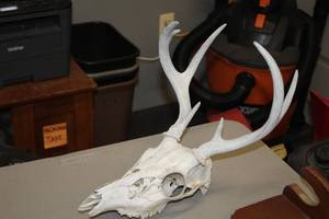 lot 1038 image: Deer Skull with Antlers