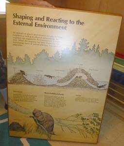 lot 65 image: Large wood educational picture from the original UofMN Bell Museum 37x49